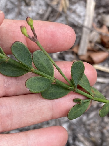 Boronia spathulata (alternate view 6)