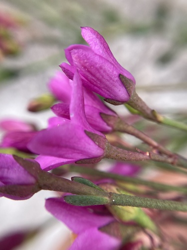 Boronia spathulata (alternate view 7)