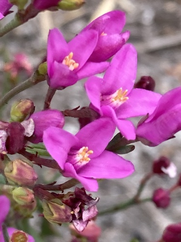 Boronia spathulata (alternate view 8)