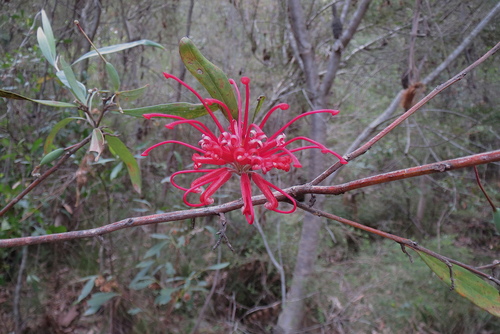 Grevillea speciosa (Red Spider Flower)