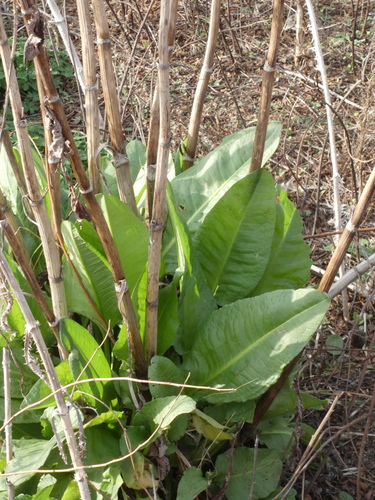 Rumex cristatus (Greek Dock)