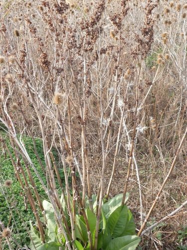 Rumex cristatus (Greek Dock)