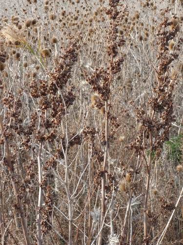 Rumex cristatus (Greek Dock)