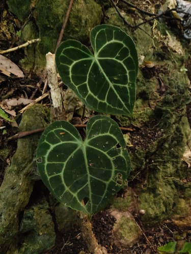 Anthurium clarinervium (Velvet Cardboard Anthurium)