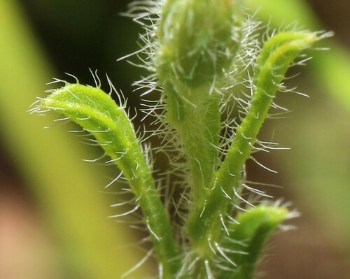Vittadinia cuneata (Purple Fuzzweed) (alternate view 3)