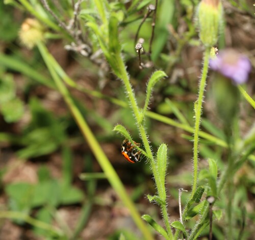 Vittadinia cuneata (Purple Fuzzweed) (alternate view 4)