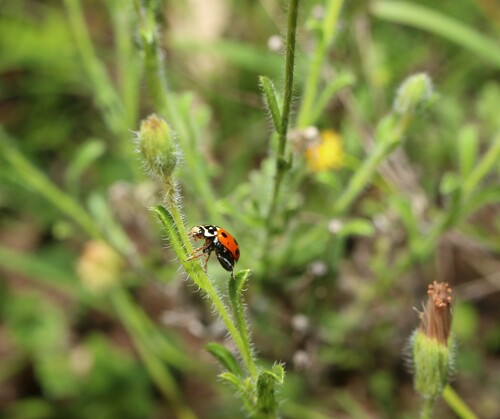 Vittadinia cuneata (Purple Fuzzweed) (alternate view 5)