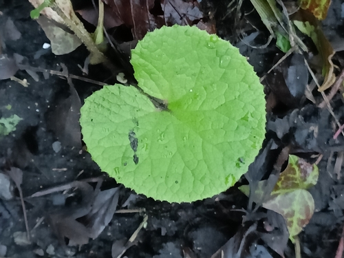 Petasites pyrenaicus (Winter Heliotrope)
