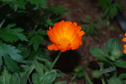 Calendula (marigolds) (alternate view 7)