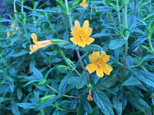 Diplacus aurantiacus (orange bush monkeyflower)