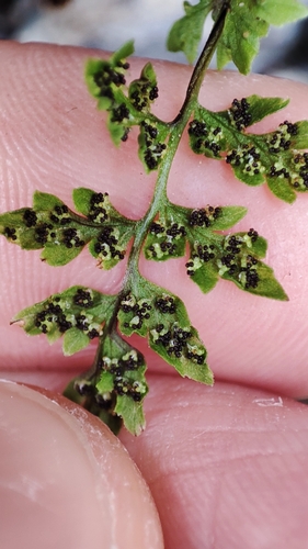 Cystopteris fragilis (brittle bladderfern)