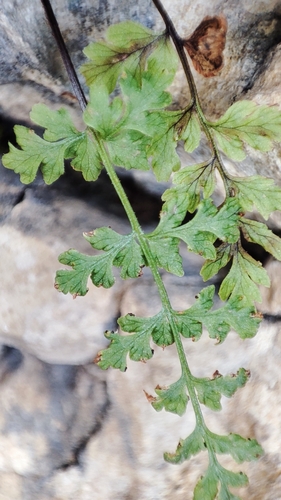 Cystopteris fragilis (brittle bladderfern) (alternate view 2)