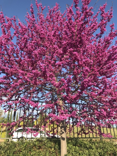 Cercis occidentalis (Western Redbud)