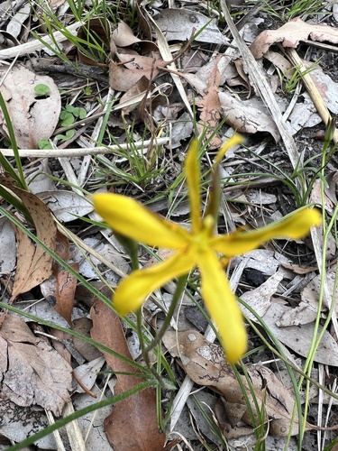 Hypoxis hygrometrica (Golden Weather-grass)