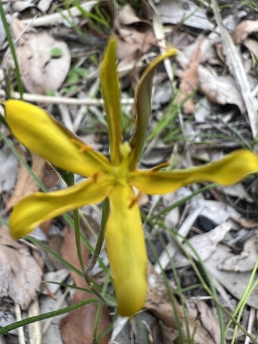 Hypoxis hygrometrica (Golden Weather-grass) (alternate view 2)
