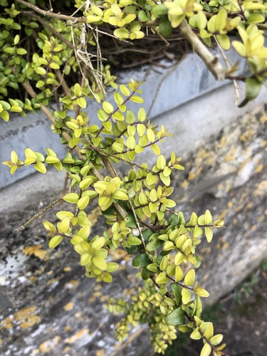 Lonicera ligustrina var. yunnanensis (box honeysuckle) (alternate view 5)