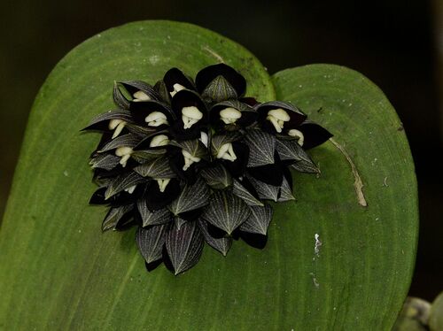 Pleurothallis (alternate view 3)