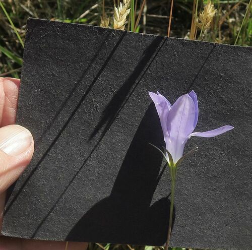 Wahlenbergia stricta (Australian bluebell) (alternate view 5)