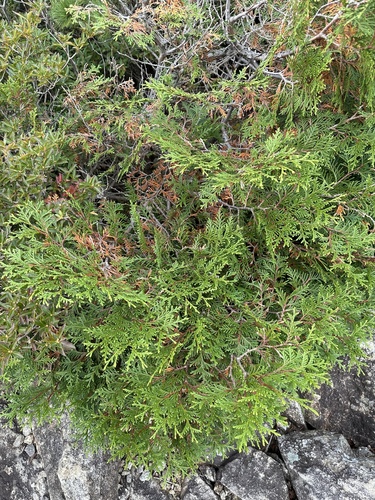 Thuja koraiensis (Blue Korean Arborvitae) (alternate view 5)