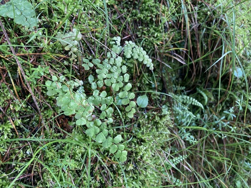 Adiantum venustum (Himalayan maidenhair fern) (alternate view 4)