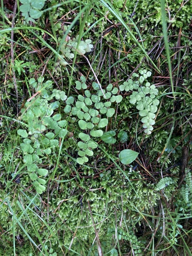 Adiantum venustum (Himalayan maidenhair fern) (alternate view 5)