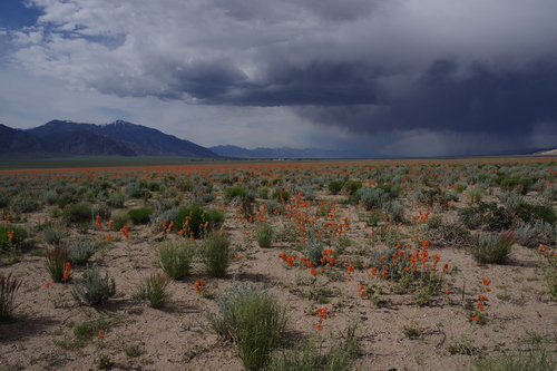 Sphaeralcea ambigua (apricot globemallow) (alternate view 7)