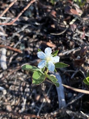 Sibbaldiopsis tridentata (three-toothed cinquefoil) (alternate view 5)