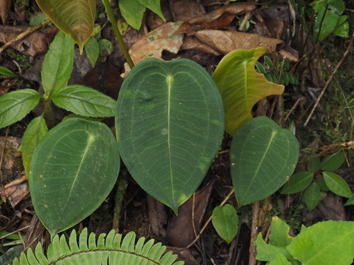 Anthurium (anthuriums) (alternate view 3)