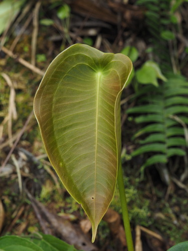 Anthurium (anthuriums) (alternate view 5)