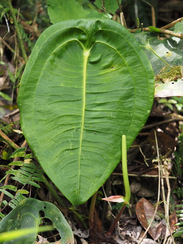 Anthurium (anthuriums) (alternate view 4)