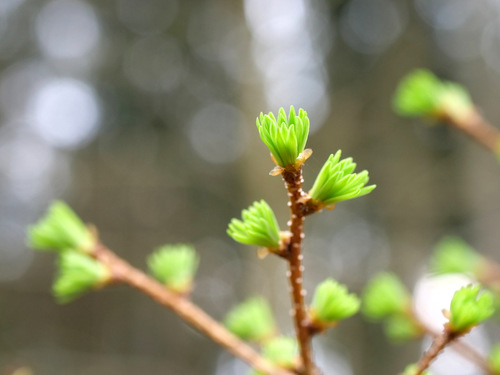 Larix decidua (European Larch) (alternate view 3)