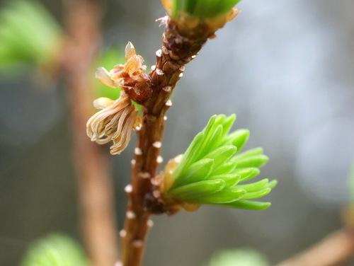 Larix decidua (European Larch) (alternate view 2)