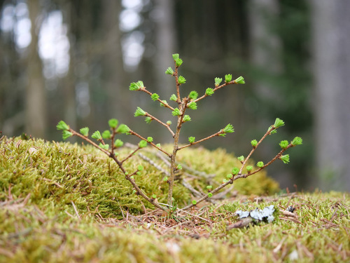 Larix decidua (European Larch)
