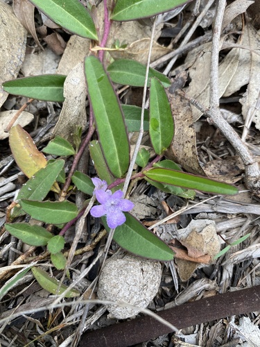 Eremophila debilis (Winter Apple) (alternate view 9)