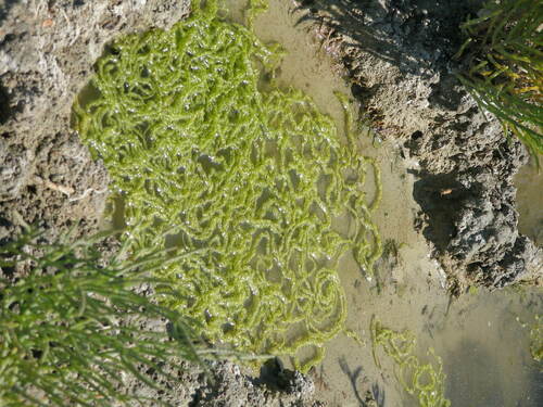 Ulva intestinalis (Gutweed)