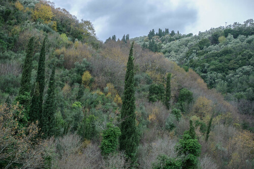 Cupressus (cypresses)