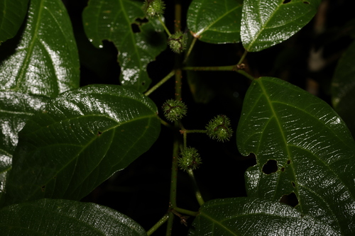 Mallotus claoxyloides (Green Kamala) (alternate view 2)