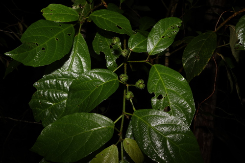 Mallotus claoxyloides (Green Kamala)