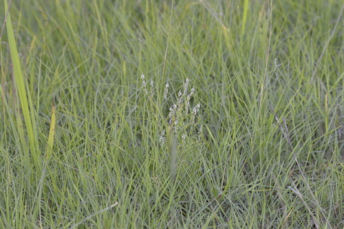 Senega paniculata (rootbeer plant) (alternate view 4)