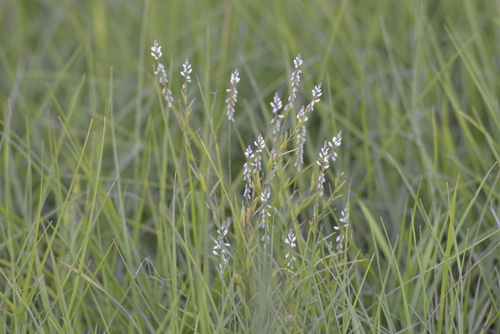 Senega paniculata (rootbeer plant) (alternate view 5)
