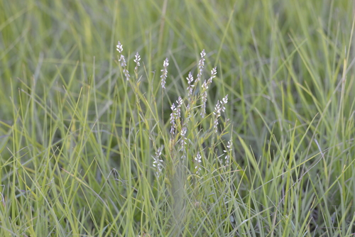 Senega paniculata (rootbeer plant) (alternate view 3)