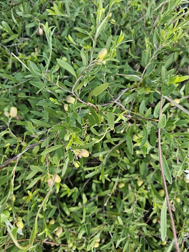 Billardiera cymosa (sweet apple-berry) (alternate view 2)