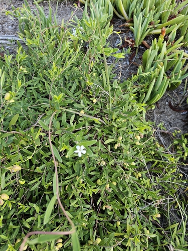 Billardiera cymosa (sweet apple-berry) (alternate view 3)