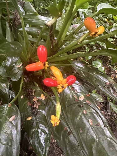 Aglaonema commutatum (Chinese Evergreen) (alternate view 9)