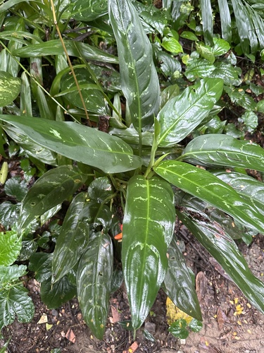 Aglaonema commutatum (Chinese Evergreen) (alternate view 10)