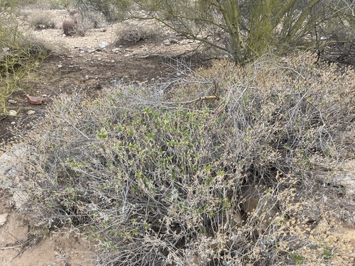 Trixis californica (American threefold)