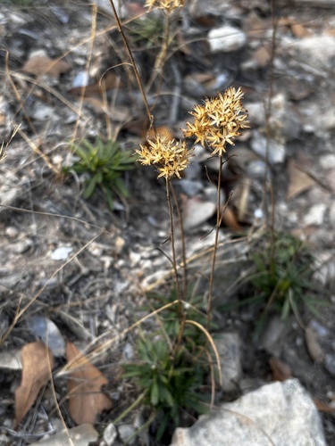 Bigelowia nuttallii (Nuttall's Rayless Goldenrod)