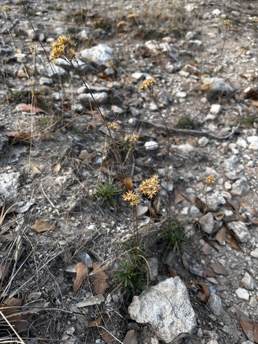 Bigelowia nuttallii (Nuttall's Rayless Goldenrod)