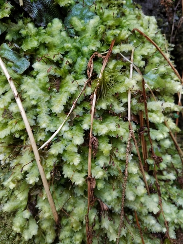 Hookeria lucens (Shining Hookeria) (alternate view 4)