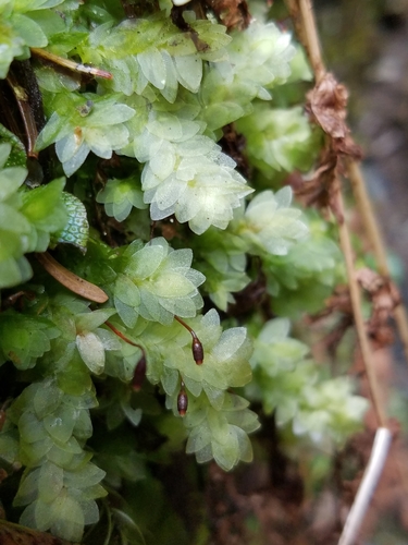 Hookeria lucens (Shining Hookeria) (alternate view 5)